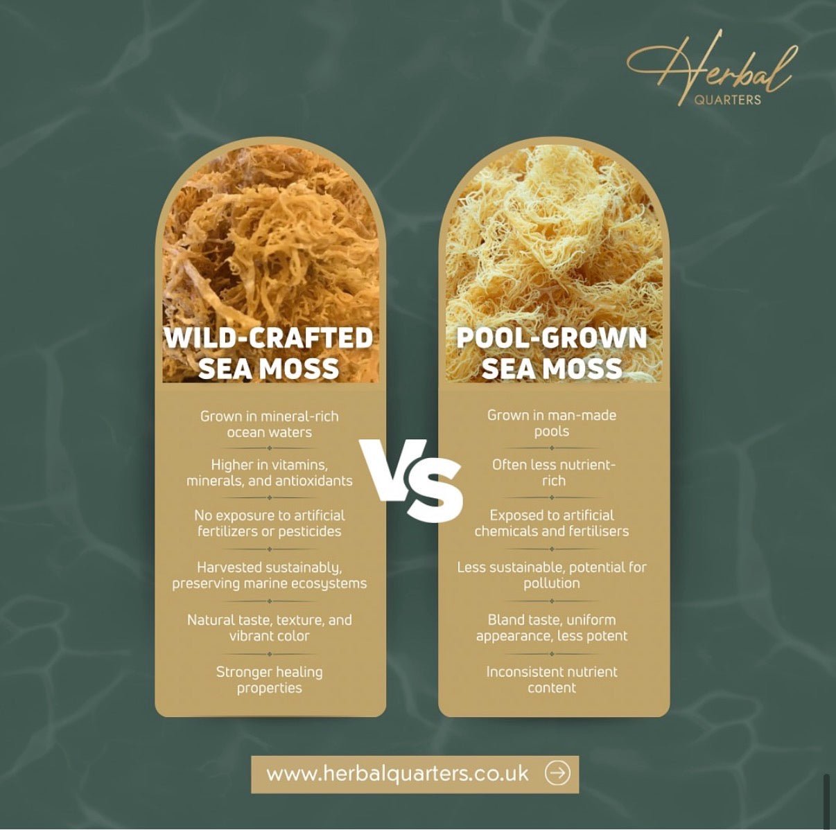 Seamoss Tincture - Spearmint - Herbal Quarters