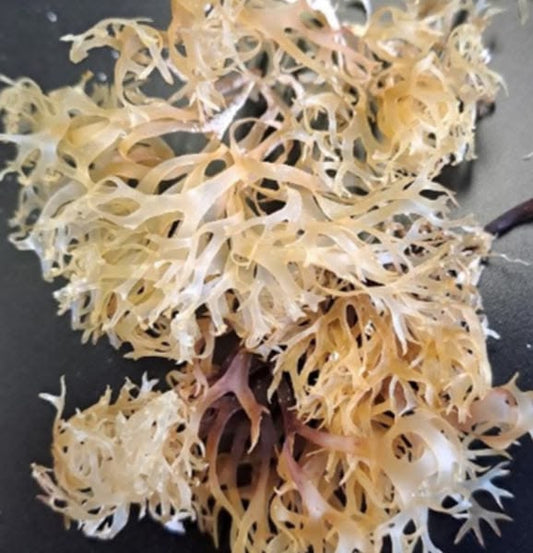 Irish sea moss and Jamaican sea moss - Herbal Quarters