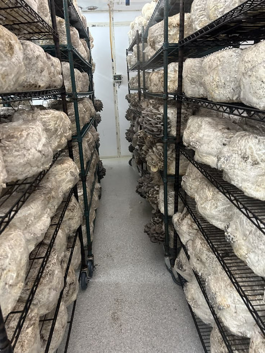 The Power of Adaptogenic Mushrooms - What Even Are They? - Herbal Quarters