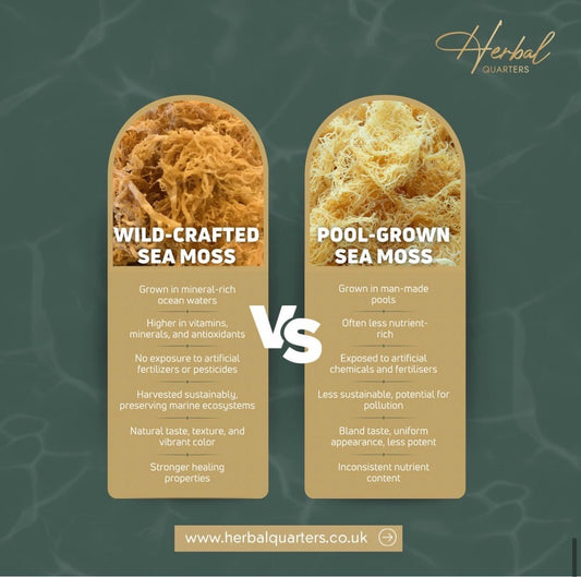 Why You Should Incorporate Seamoss Gel into Your Diet - Herbal Quarters